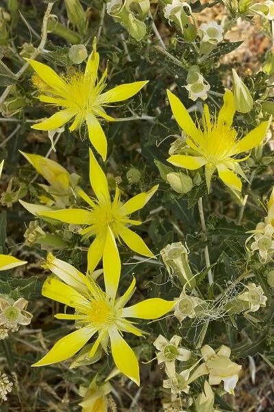 Smooth-stemmed Mentzelia  /  Blazing Star (Mentzelia laevicaulis), nrth California