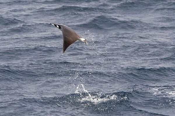 Smoothtail Mobula - leaping out of water - Baja California - Mexico