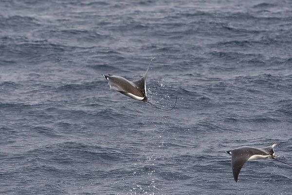 Smoothtail Mobula - leaping out of water - Baja California - Mexico