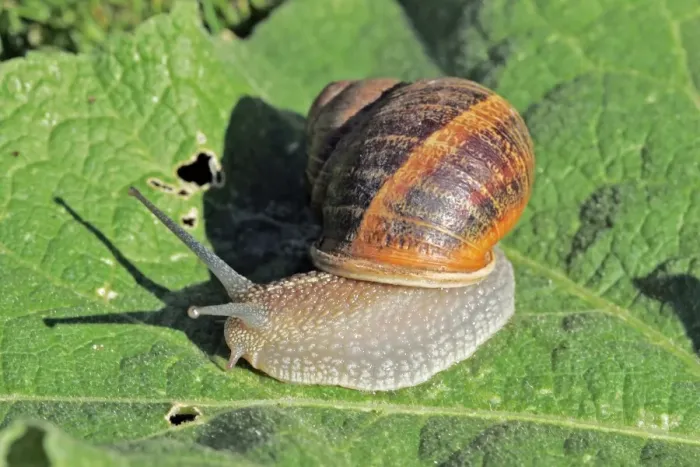 Framed Print : Snail. Aubignan - Provence - PACA - France Framed Print : Snail. Aubignan - Provence - PACA - France