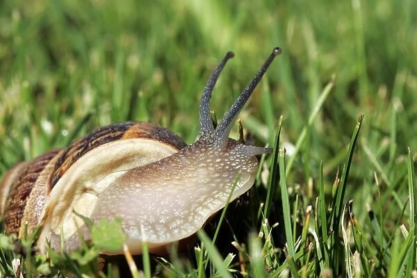 Snail. Aubignan - Provence - PACA - France