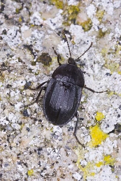 Snail-eating beetle Location: Garden, Cornwall, UK