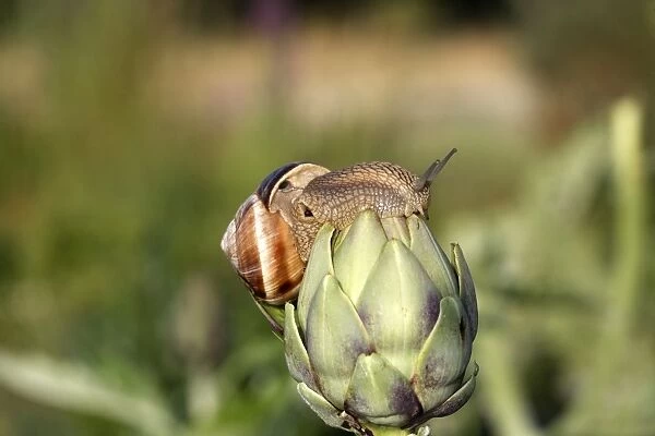 Snail - 'Escargot Turc' (Turkish snail) - on globe artichoke. France