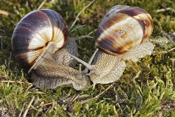Snail - 'Escargot Turc' (Turkish snail)