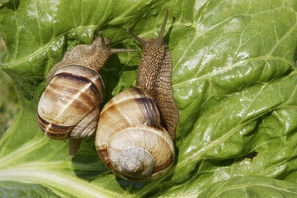 Snail - 'Escargot Turc' (Turkish snail) feeding on lettuce leaf - edible