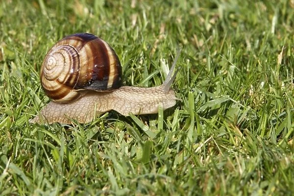 Snail - 'Escargot Turc' (Turkish snail) - edible