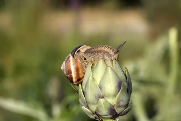 Framed Print : Snail - Escargot Turc (Turkish snail) - on globe artichoke. France Framed Print : Snail - Escargot Turc (Turkish snail) - on globe artichoke. France
