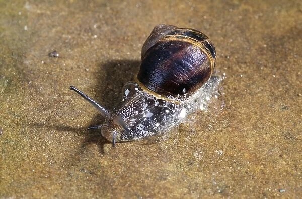 Snail JD 12671 Snail protecting itself by producing sticky fluid © John Daniels  /  ARDEA LONDON
