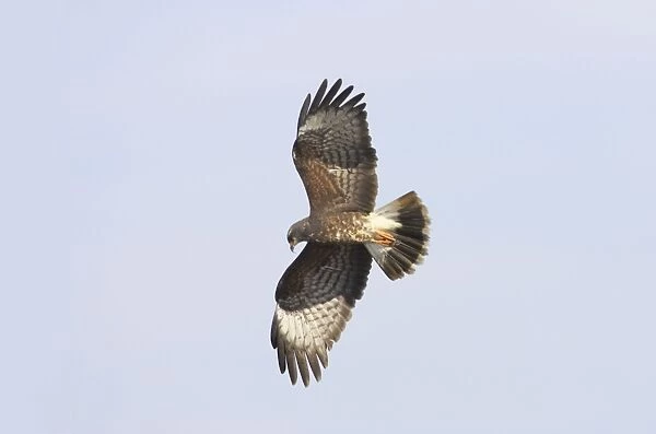 Snail Kite - In flight hunting. Lake Kissimee, florida, USA BI001398