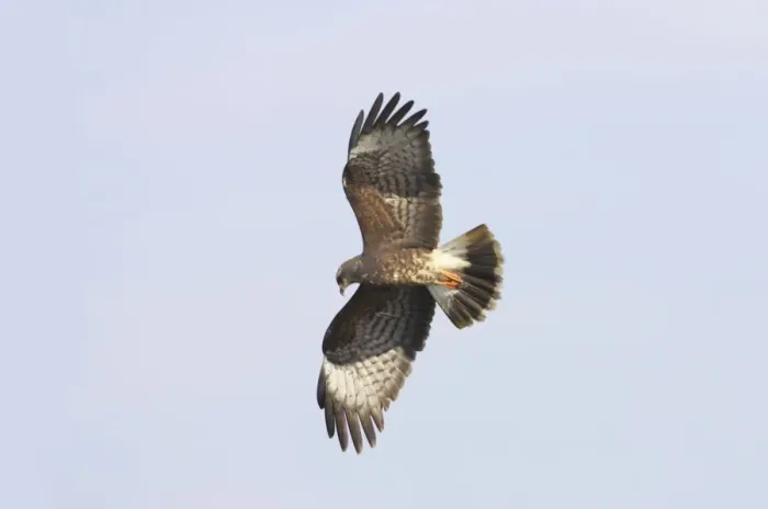 Framed Print : Snail Kite - In flight hunting. Lake Kissimee, florida, USA BI001398 Framed Print : Snail Kite - In flight hunting. Lake Kissimee, florida, USA BI001398