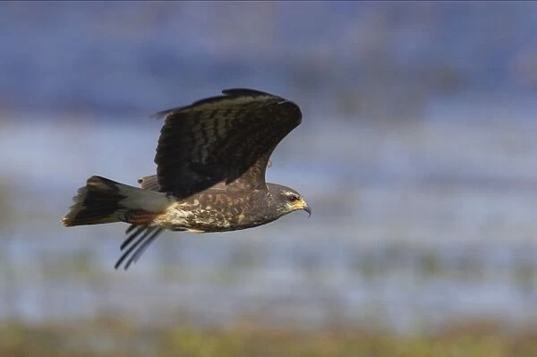 Snail Kite - In flight hunting. Lake Kissimee, florida, USA BI001412