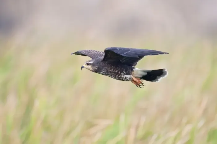 Framed Print : Snail Kite - in flight - South central Florida - USA - January Framed Print : Snail Kite - in flight - South central Florida - USA - January