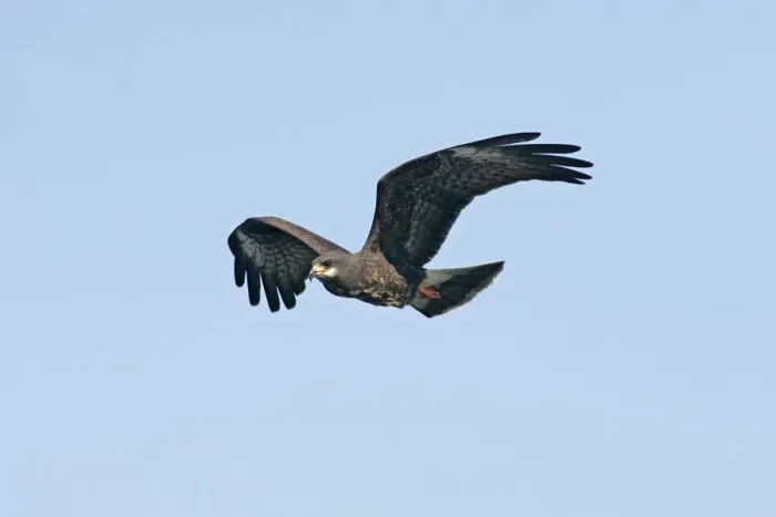 Framed Print : Snail Kite Florida, USA Framed Print : Snail Kite Florida, USA