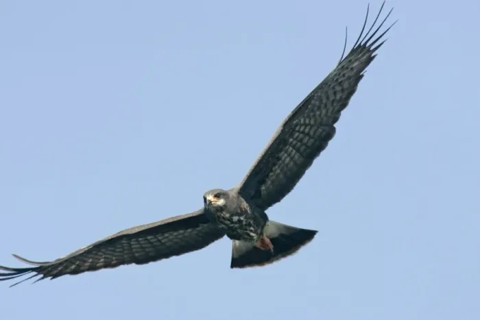 Framed Print : Snail Kite Florida, USA Framed Print : Snail Kite Florida, USA