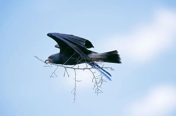 Snail Kite - male in flight with branch for nest, Lake Kissimmee, Florida, USA