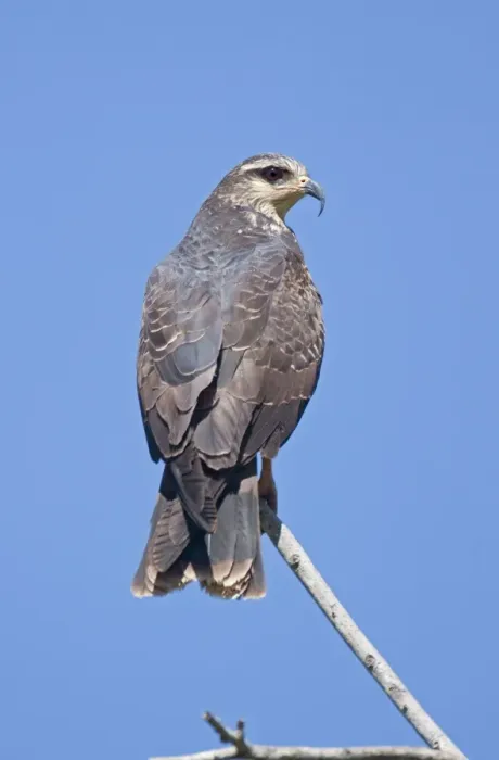 Framed Print : Snail Kite - March - San Blas Mexico Framed Print : Snail Kite - March - San Blas Mexico
