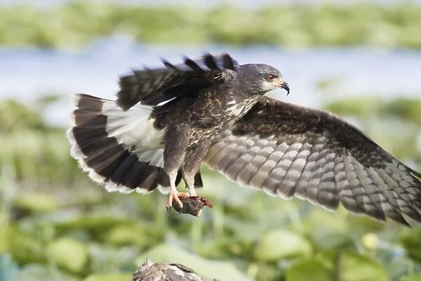 Snail Kite - with turtle. Lake Kississimme Florida in January. USA