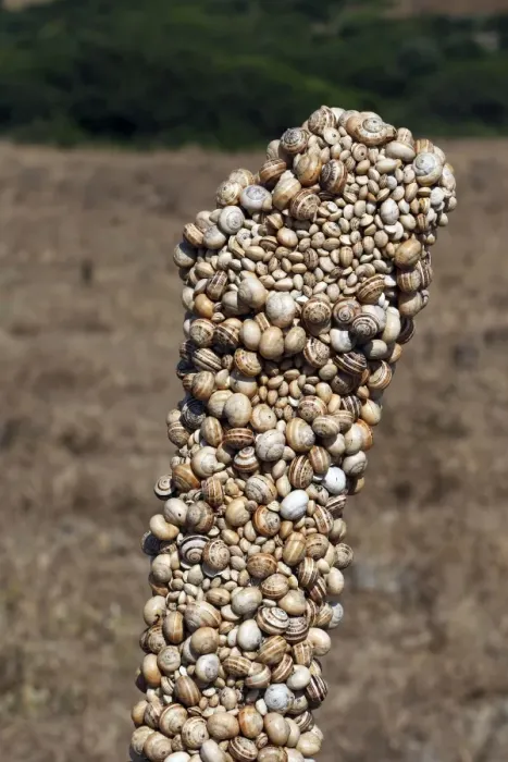 Framed Print : Snails - aestivating during the dry season. Tarifa - Spain Framed Print : Snails - aestivating during the dry season. Tarifa - Spain