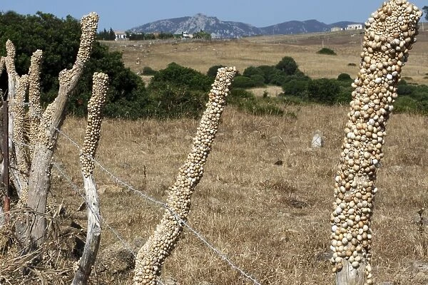 Snails - aestivating during the dry season. Tarifa - Spain
