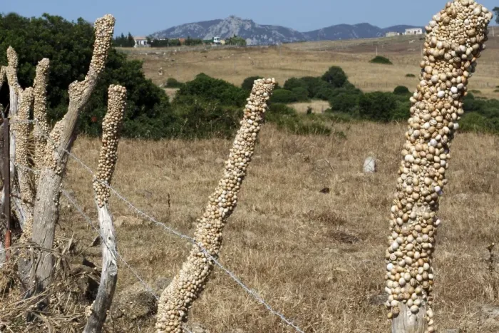 Framed Print : Snails - aestivating during the dry season. Tarifa - Spain Framed Print : Snails - aestivating during the dry season. Tarifa - Spain