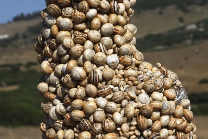 Framed Print : Snails - aestivating during the dry season. Tarifa - Spain Framed Print : Snails - aestivating during the dry season. Tarifa - Spain