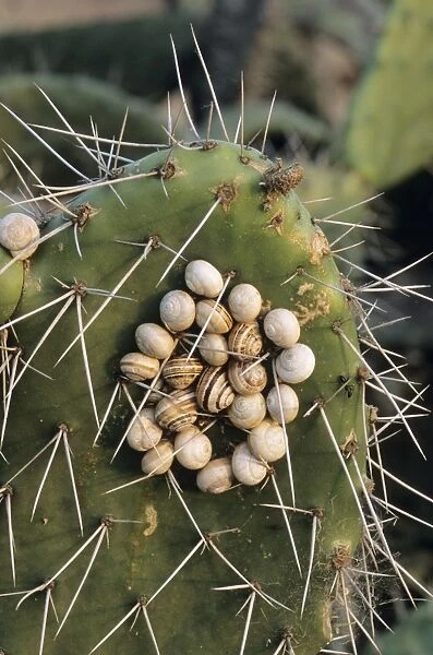 Snails clustered on prickly pear during the dry season - Spain