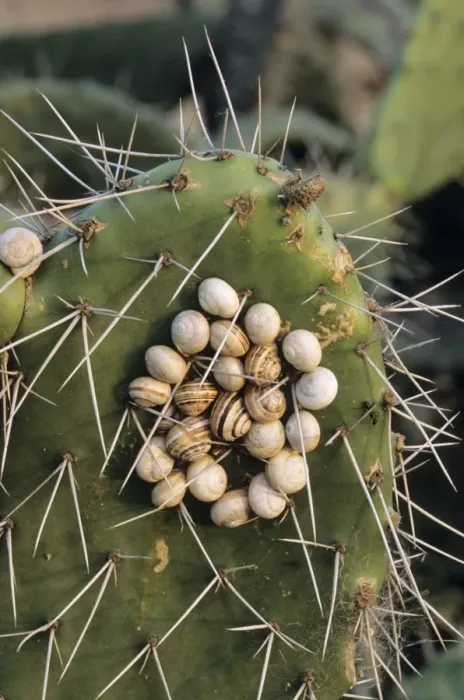 Framed Print : Snails clustered on prickly pear during the dry season - Spain Framed Print : Snails clustered on prickly pear during the dry season - Spain