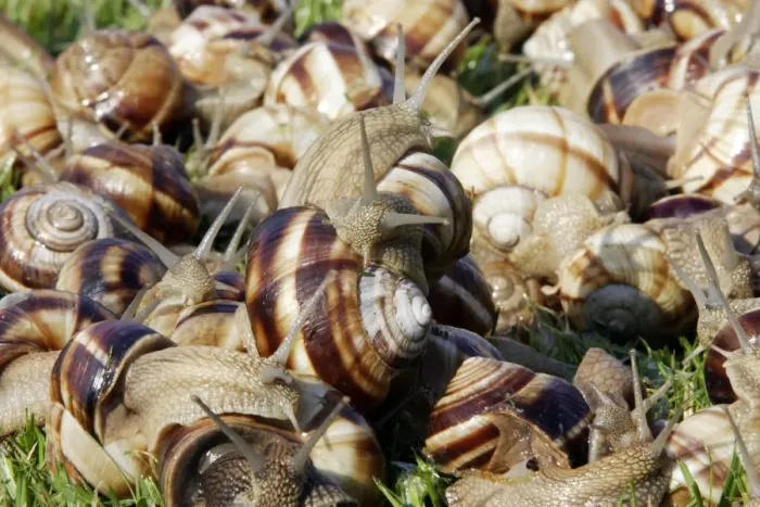 Framed Print : Snails - Escargot Turc (Turkish snail) - edible Framed Print : Snails - Escargot Turc (Turkish snail) - edible