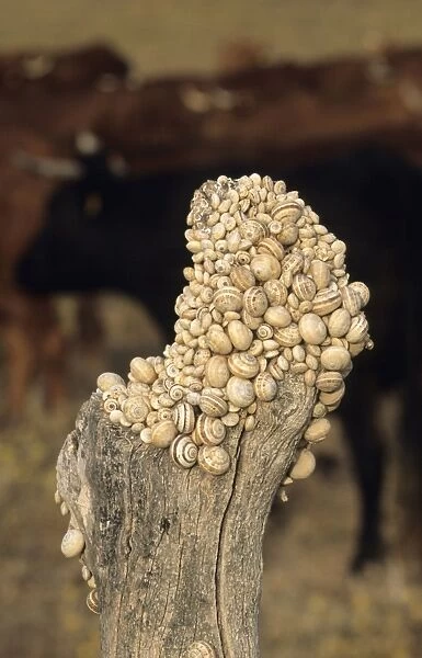 Snails (Helix spp) clustered on post during the dry season - Spain