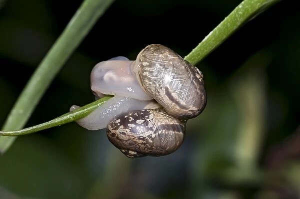 Snails - mating. Grahamstown, Eastern Cape, South Africa
