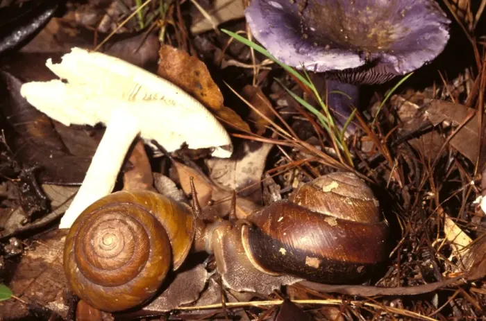 Framed Print : Snails - mating near their food fungi. Ground dweller in rainforest Framed Print : Snails - mating near their food fungi. Ground dweller in rainforest