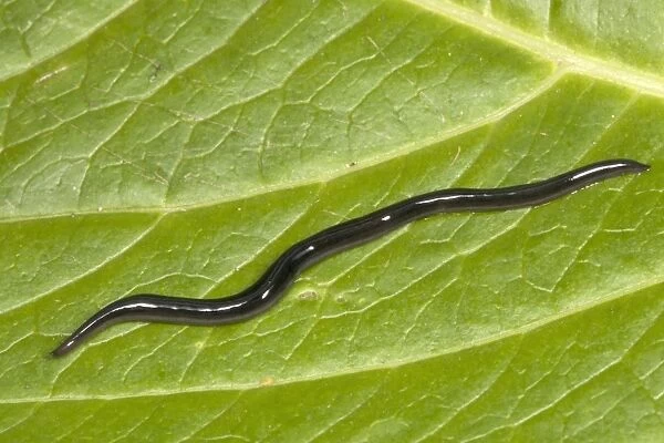 Snake-headed Flatworm (3 cm in length) Terrestrial species Phylum Platyhelminthes Probably native to UK (also known from Europe, USA)