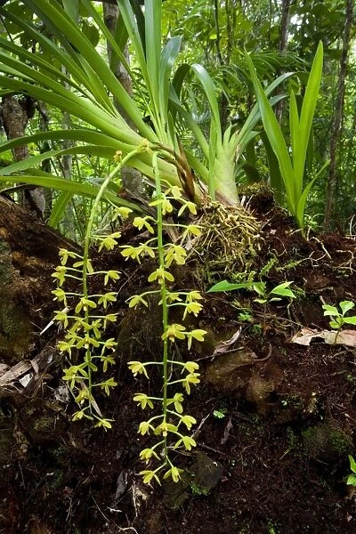 Snake Orchid - gorgous individual of this epiphytic orchid grows on a tree trunk in tropical rainforest. It's bright yellow flowers grow on up to 30 cm long pendulous stems - Tam O'Shanter National Forest, Wet Tropics World Heritage Area