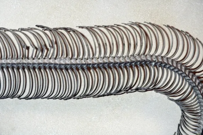 Framed Print : Snake ribs Framed Print : Snake ribs