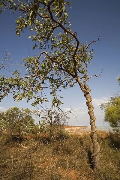 Snake Vine Growing on tree near Broome Bird Observatory, Crab Creek Road, Broome Western Australia