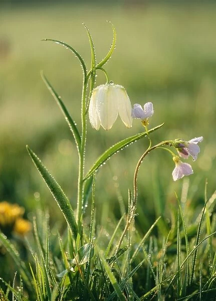 Snake's-head Fritillaries Also Cuckoo flower, frosty morning, Wiltshire, UK