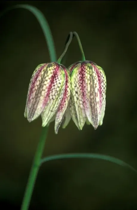 Framed Print : Snake's head Fritillary / Chequered Lily / Guinea / Hen Flower - An unusual colour mix of the more common pinkish purple and Alba pure white - April West Sussex Garden, UK Framed Print : Snake's head Fritillary / Chequered Lily / Guinea / Hen Flower - An unusual colour mix of the more common pinkish purple and Alba pure white - April West Sussex Garden, UK