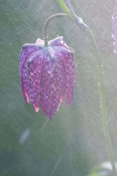 Snake's-head Fritillary - Close up of flower head in the rain. Wiltshire, England