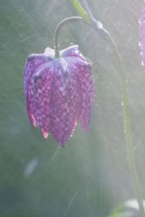 Framed Print : Snake's-head Fritillary - Close up of flower head in the rain. Wiltshire, England Framed Print : Snake's-head Fritillary - Close up of flower head in the rain. Wiltshire, England