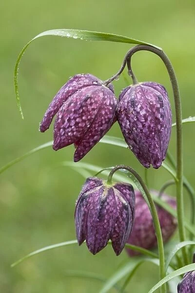 Snake's-head Fritillary - close up of flower heads with rain drops. Wiltshire, England