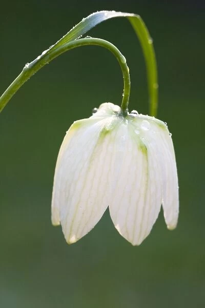 Snake's-head Fritillary - Close up of white morph flower head with rain drops. Wiltshire, England