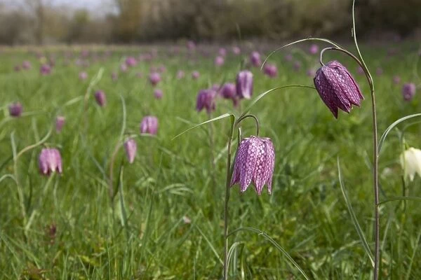 Snake's-head Fritillary - in meadow full of flowers - Wiltshire - England - UK