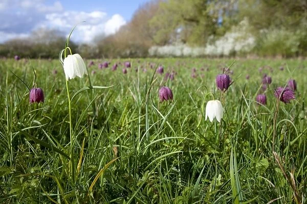 Snake's-head Fritillary - in meadow full of flowers - Wiltshire - England - UK