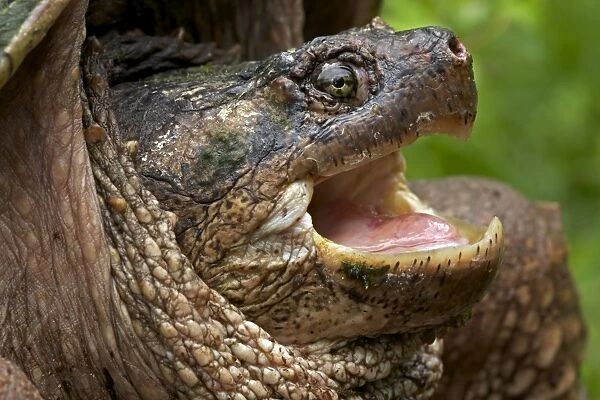 Snapping Turtle - Male - found in Eastern US and South eastern Canada to Rocky mountains - Omnivourous - New York