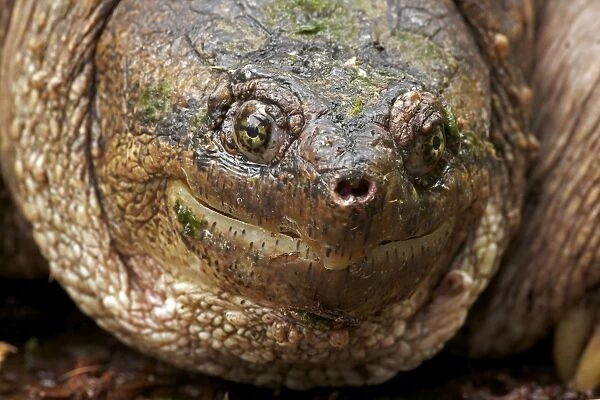 Snapping Turtle - Male - found in Eastern US and South eastern Canada to Rocky mountains - Omnivourous - New York