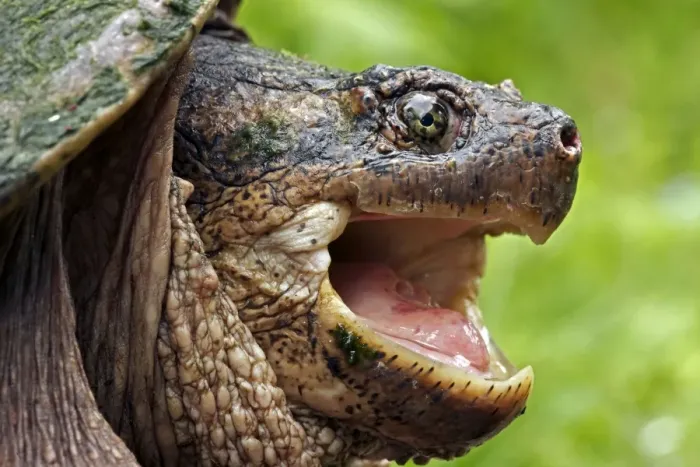 Framed Print : Snapping Turtle - Male - found in Eastern US and South eastern Canada to Rocky mountains - Omnivourous - New York Framed Print : Snapping Turtle - Male - found in Eastern US and South eastern Canada to Rocky mountains - Omnivourous - New York