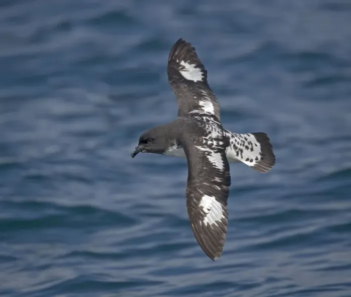 Framed Print : Snares Cape pigeon (or cape petrel) off South Island, New Zealand. In flight Framed Print : Snares Cape pigeon (or cape petrel) off South Island, New Zealand. In flight