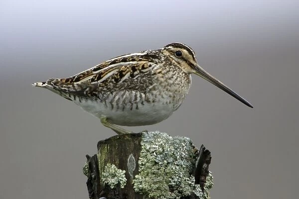 Snipe - Adult perched on fence post Northumberland, England