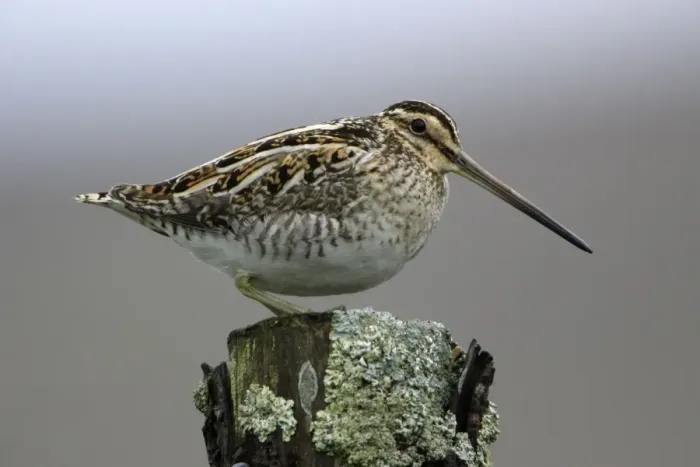 Framed Print : Snipe - Adult perched on fence post Northumberland, England