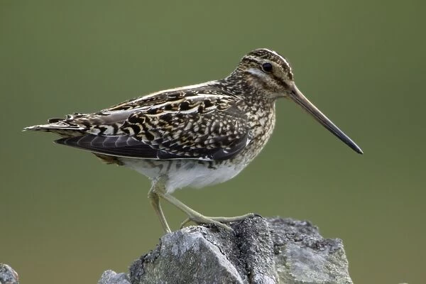 Snipe - Adult perched on stone wall Northumberland, England